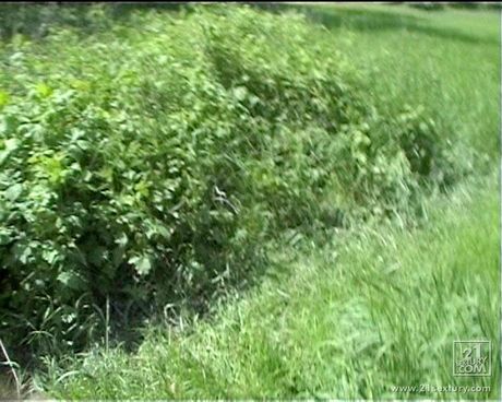 zoliboy: A loira puma húngara Tiffany expõe sua buceta peluda e a come no carro