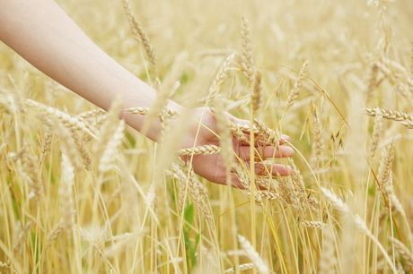 erotic beauty: A linda adolescente ucraniana Kira fica totalmente nua em um campo de trigo